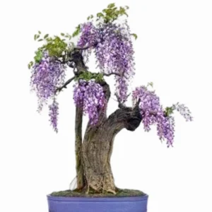 Wisteria