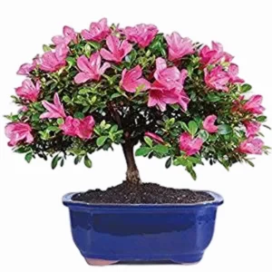 Azalea